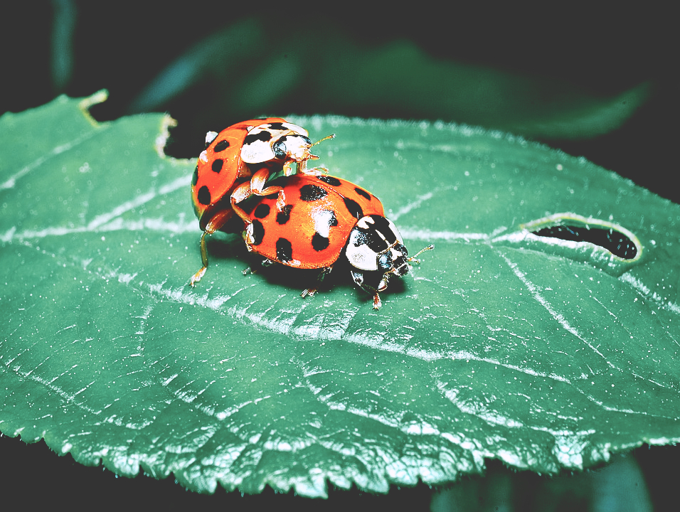 哺乳期同房就会怀孕，是真的吗？