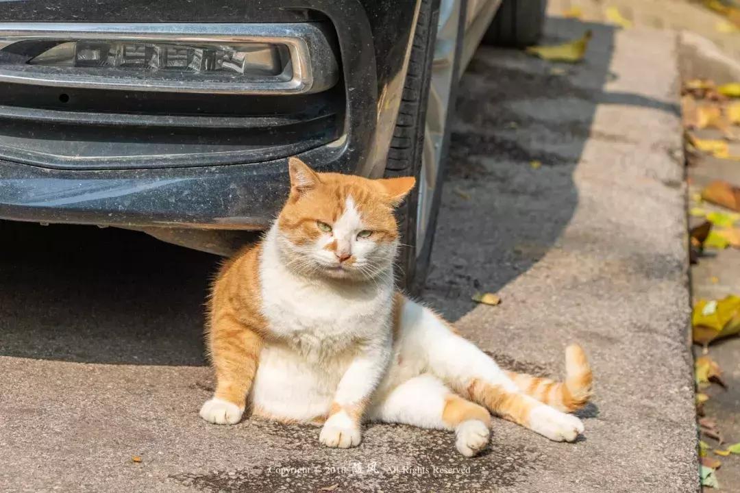 南京的大学学校面积,南京的大学有哪些