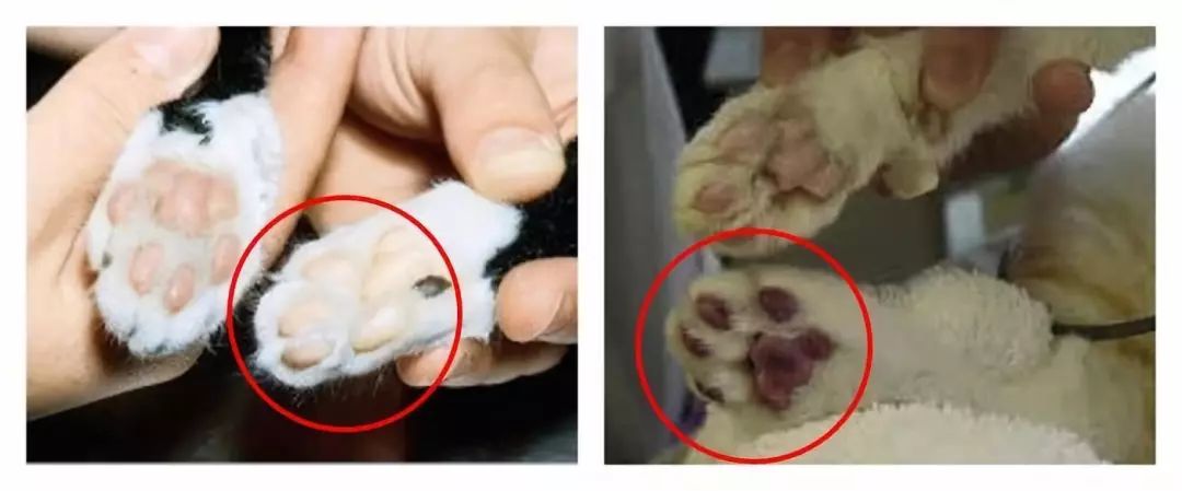 猫咪肥厚型心肌病怎么预防,猫肥厚型心肌病b超诊断