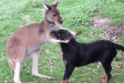 要不要给公狗狗做绝育,狗狗做了绝育手术性格会变吗