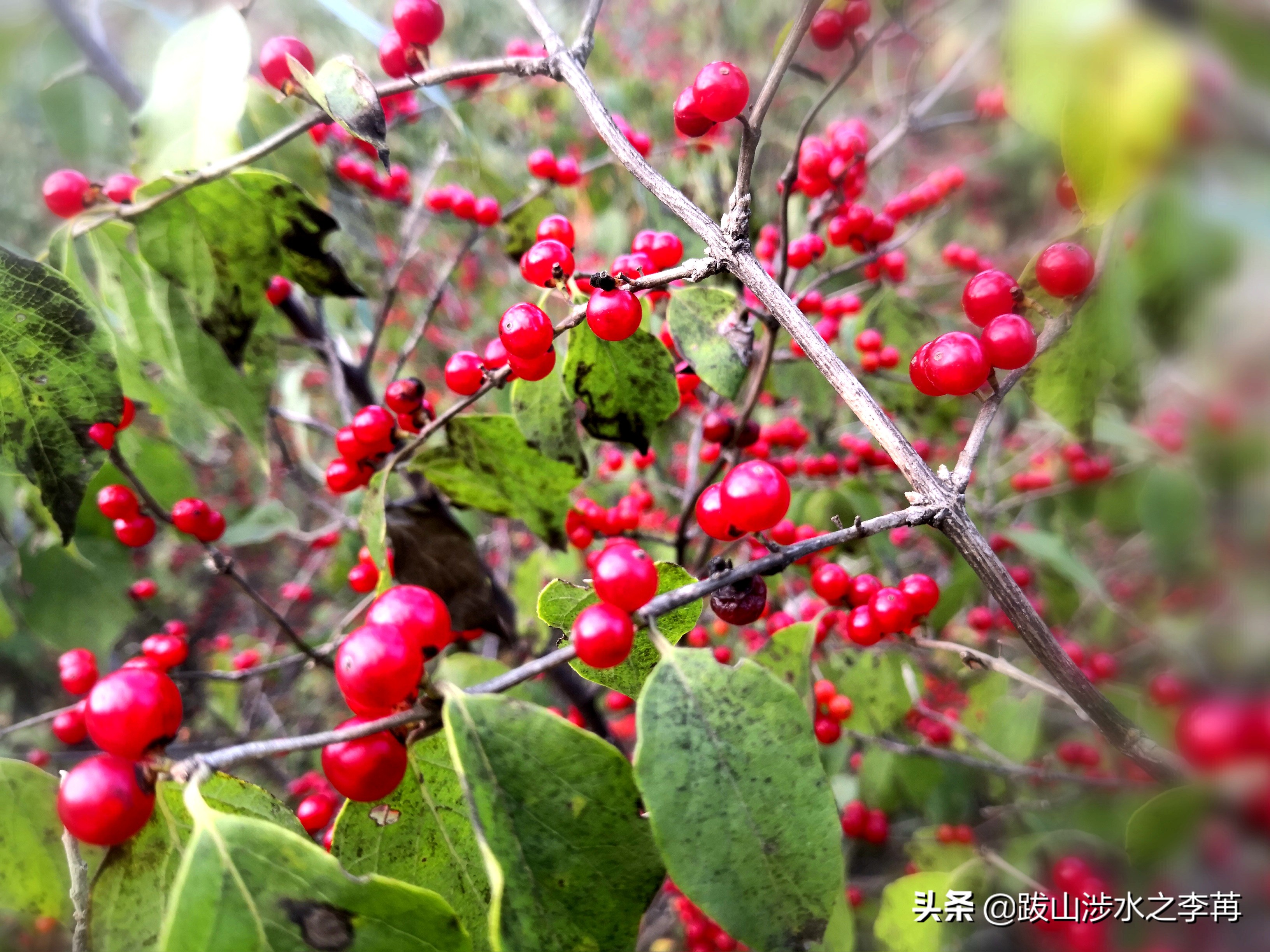 深藏在太行山中的古村落竹林沟,深山沟里的绝世古村