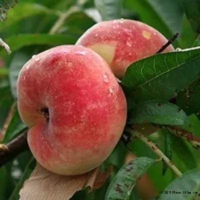 四季应季水果蔬菜,一年四季的时令蔬菜水果