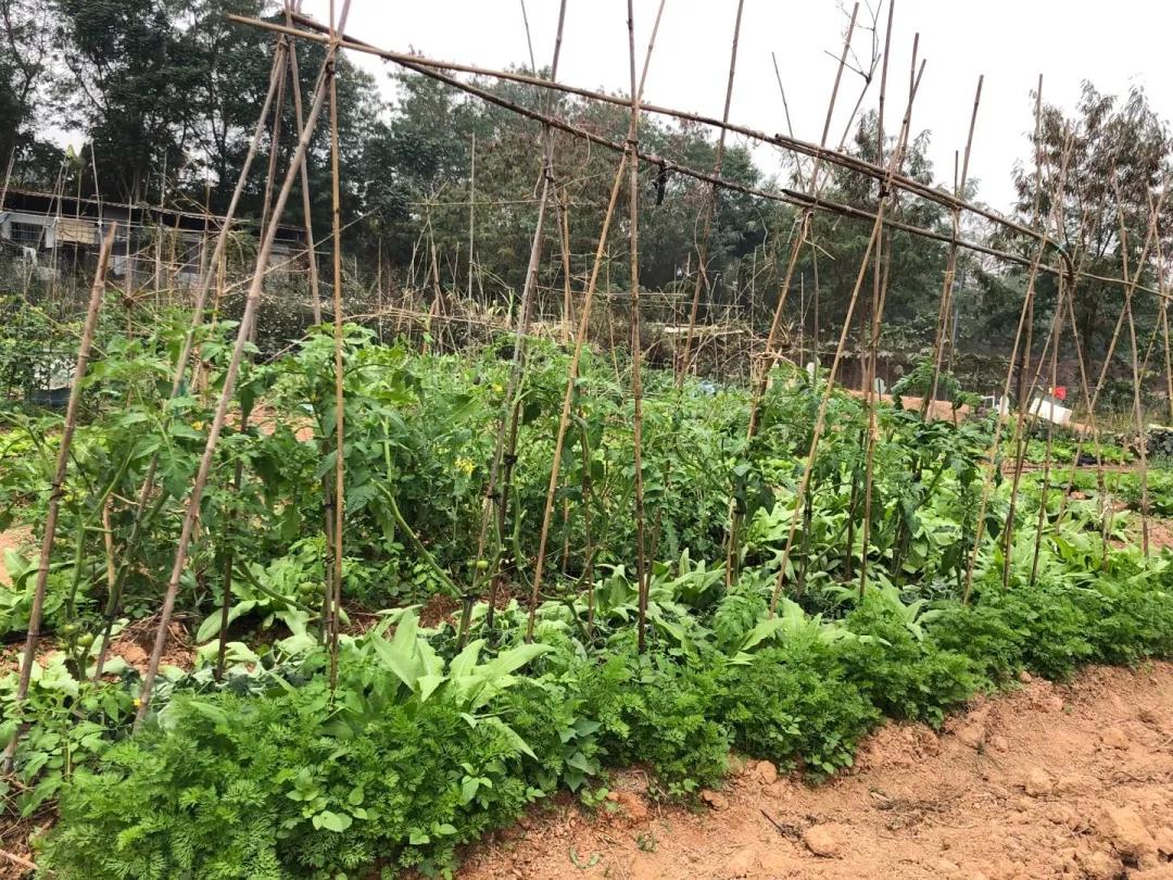 乐田市民家庭农场，德国海归博士送给女儿的礼物