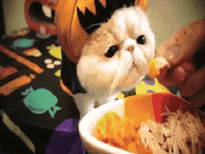 猫咪身上一块一块的掉毛是啥原因,猫咪皮肤结痂掉毛擦什么药比较好