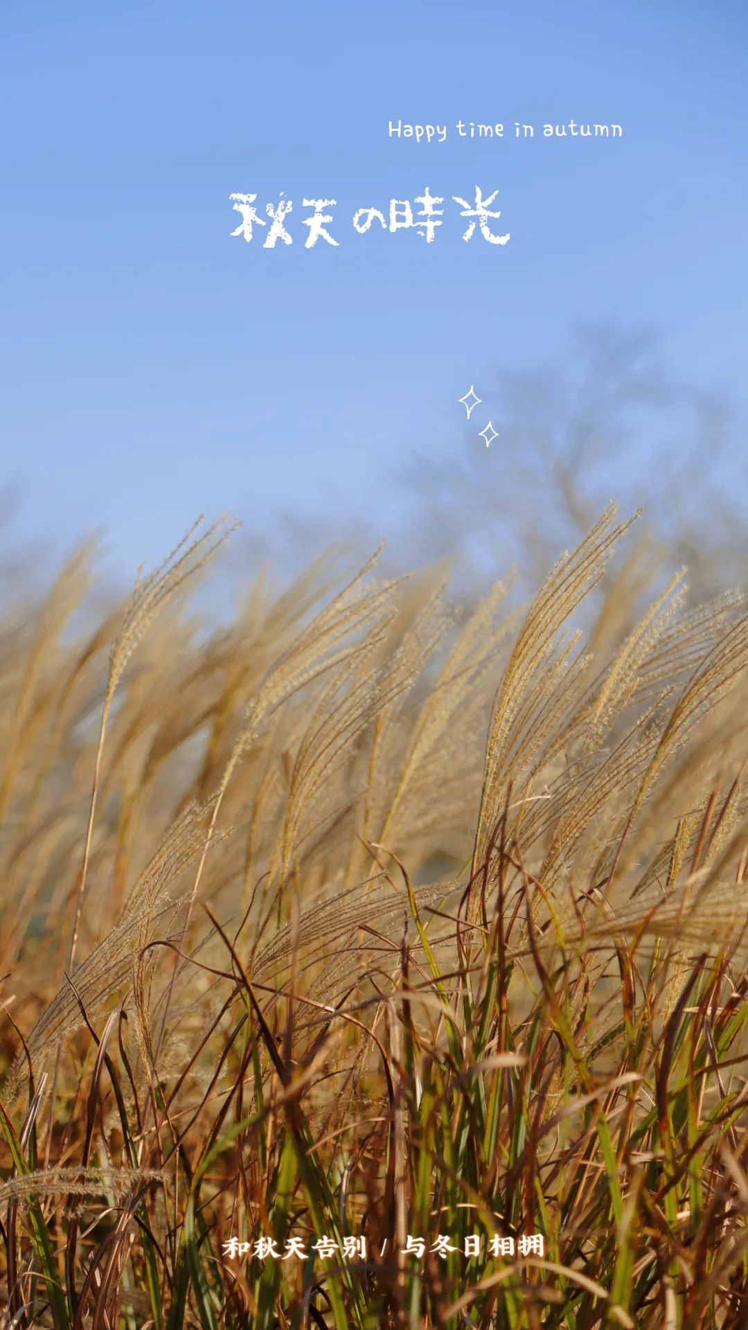 上海最美秋景,上海哪些公园可以拍秋景