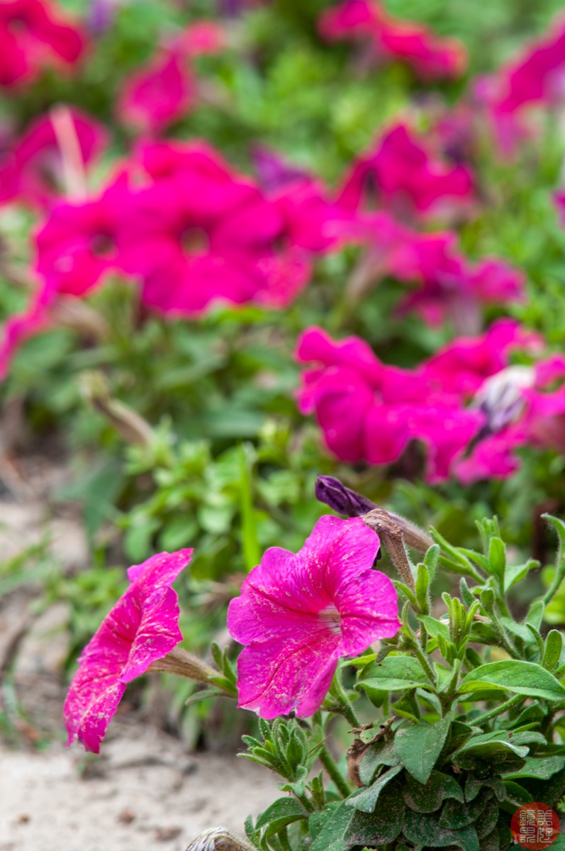 老镜记，Contax35-135/3.3-4.5改装宾得口并试镜