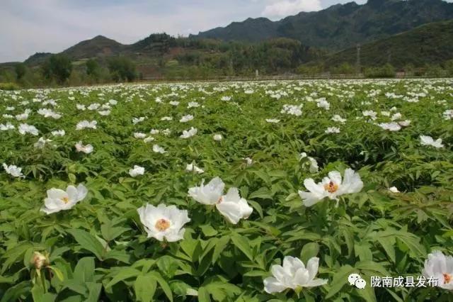 乡镇推动传统产业提档升级,乡镇多举措促进产业转型