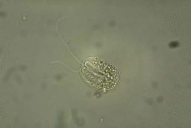 收藏!24种污水处理微生物菌相及指导意义,环保人必看(多图)