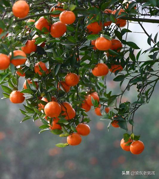 自己果园卖水果的技巧和经营模式,自家果园水果如何网上平台销售