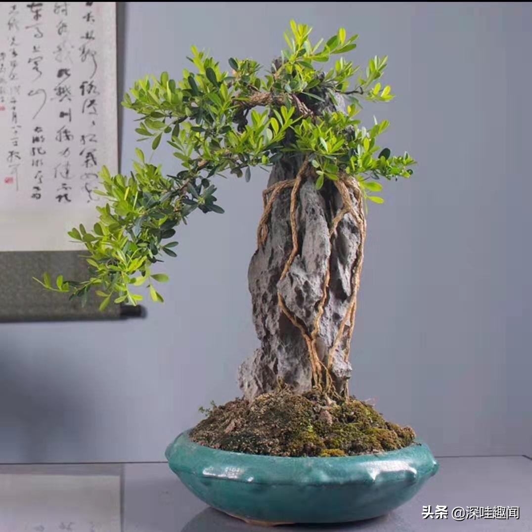 雀舌黄杨黄叶枯叶病用什么药,黄杨盆景黄叶原因如何解决