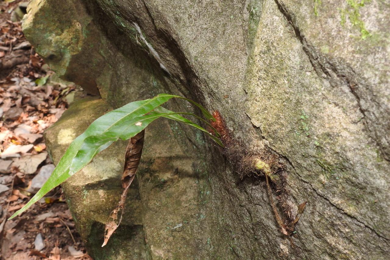 如今不可多得的“崖姜”，曾稀缺也好泛滥也罢，你都该好好认识它