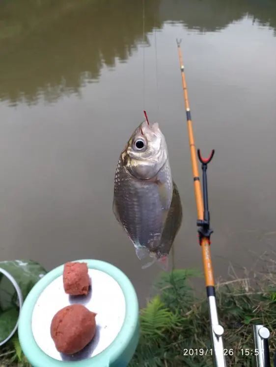 本汀宗师仙羽,本汀太极宗师仙羽鱼竿测试