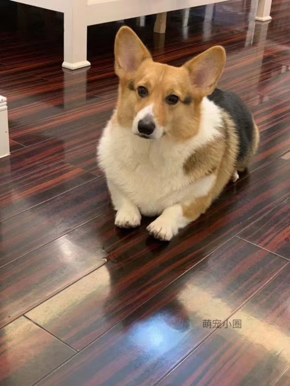 最尴尬的事情发生了，家里的柯基犬第一次交配没经验，还要被围观