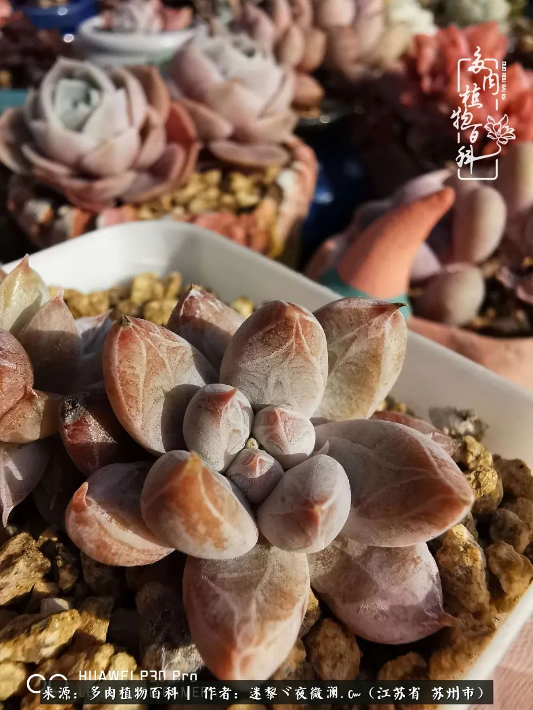 围观多肉版武林大会，一起穿越吧,下