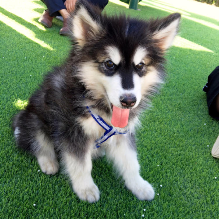 狗狗品种大全及介绍了解一下,狗狗品种怎么挑选最好看