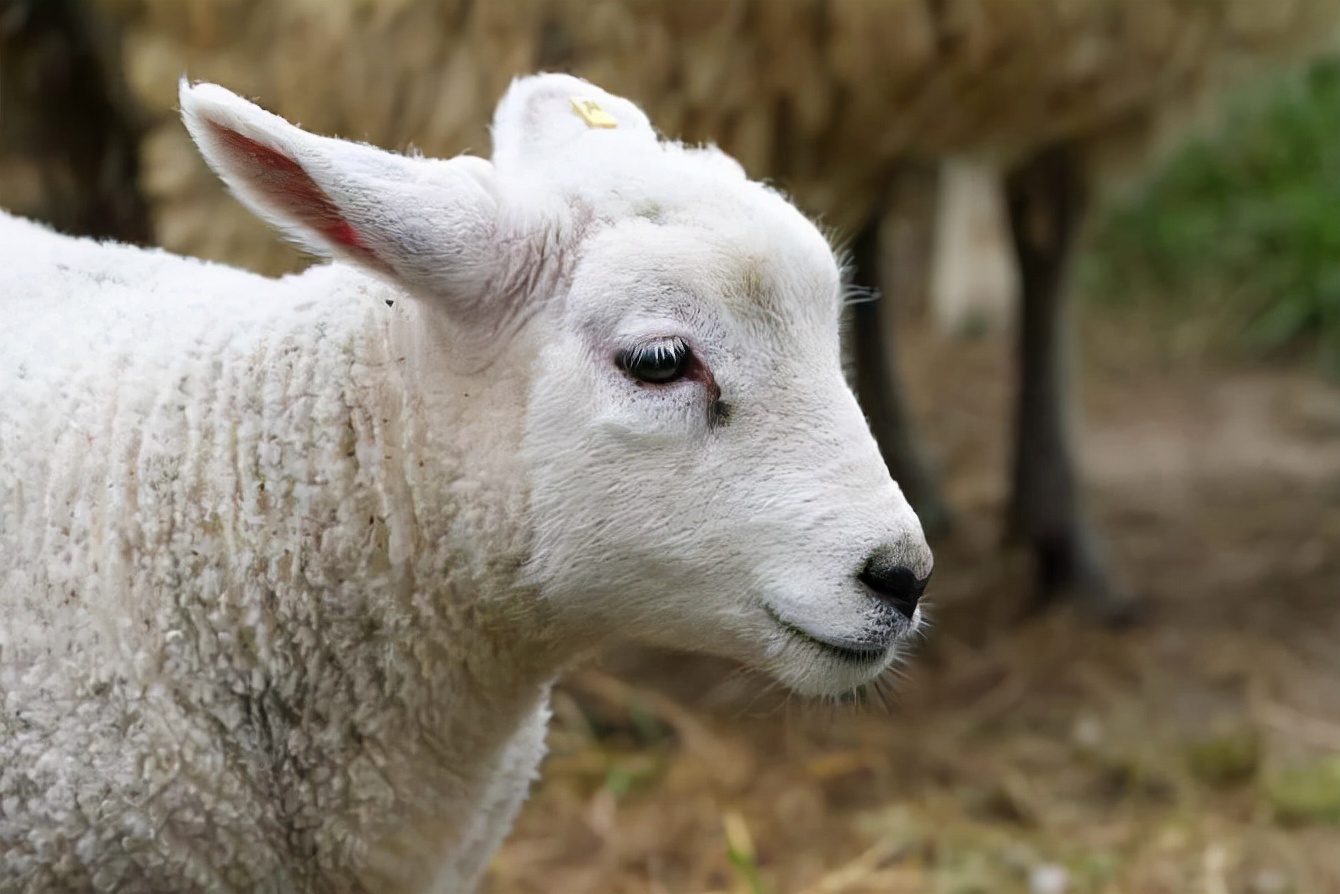 说文解字1-60集完整版免费,说文解字51课视频