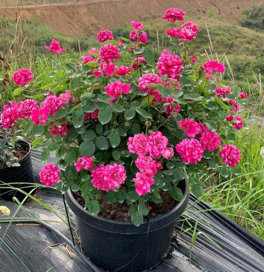 100种月季经典品种,100种经典月季品种