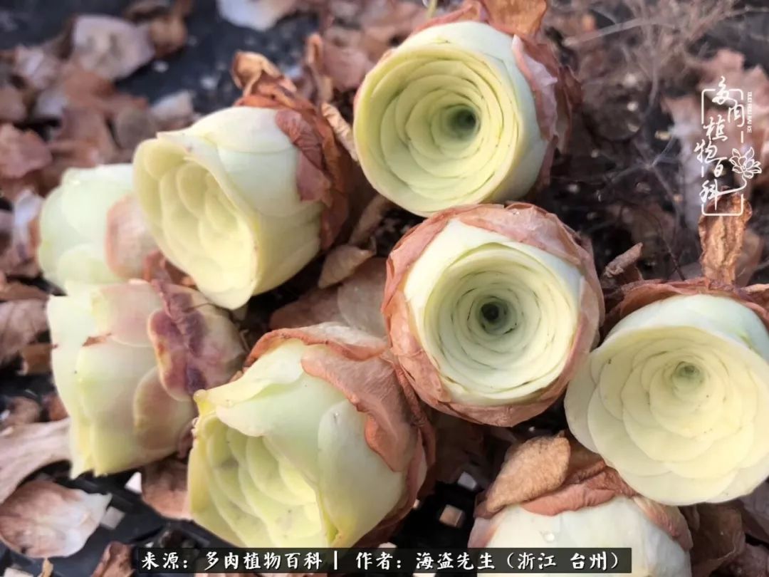 独具魅力的黄玫瑰,黄玫瑰这么美的风景惊艳到你了吗