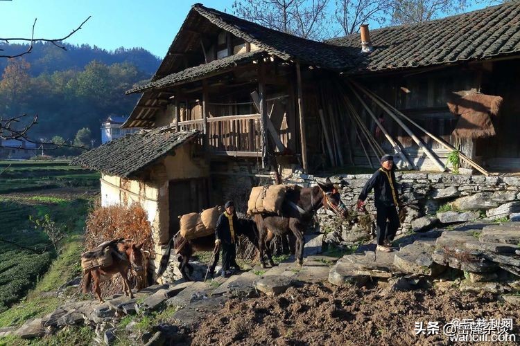 湖南慈利县三合镇牧羊冲茶马古道罕见的古旧茶具探秘