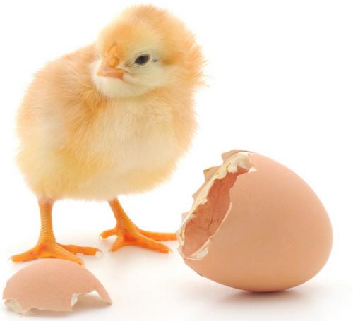 鸡孵化19天流血了,给小鸡助产刚剥壳就大出血怎么办