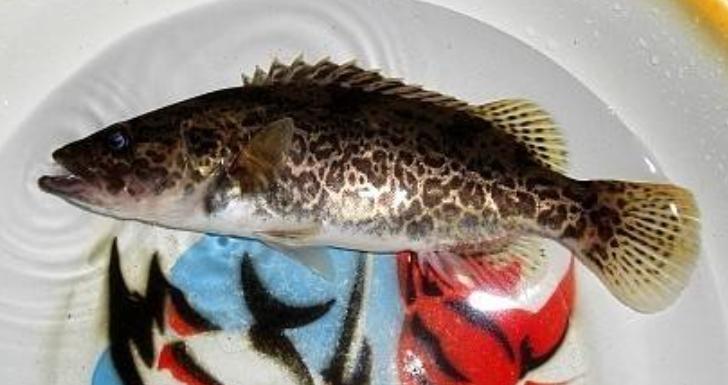 十堰哪些水库有鳜鱼,十堰市五峰小石沟有鳜鱼吗