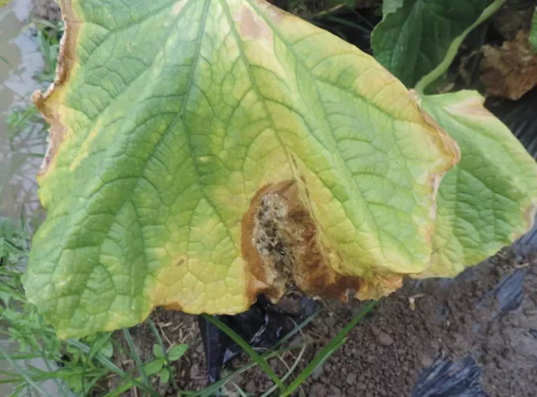 黄瓜瓜条病害图谱详解,黄瓜病害图谱和防治黄瓜药害