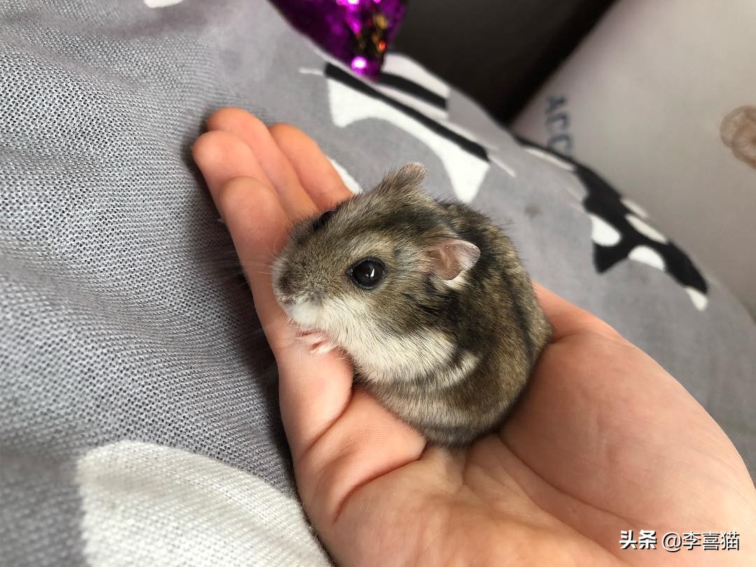 怎么养仓鼠才不会让它无聊,仓鼠该怎么养它让它熟悉主人