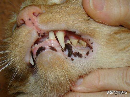 猫咪全项检查都有什么,猫咪的17项基础检查