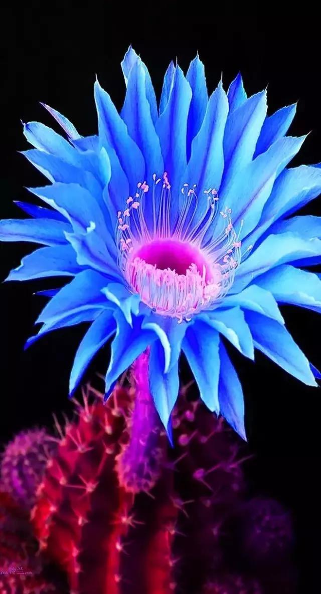 十种蓝色花,常见的六种蓝色花