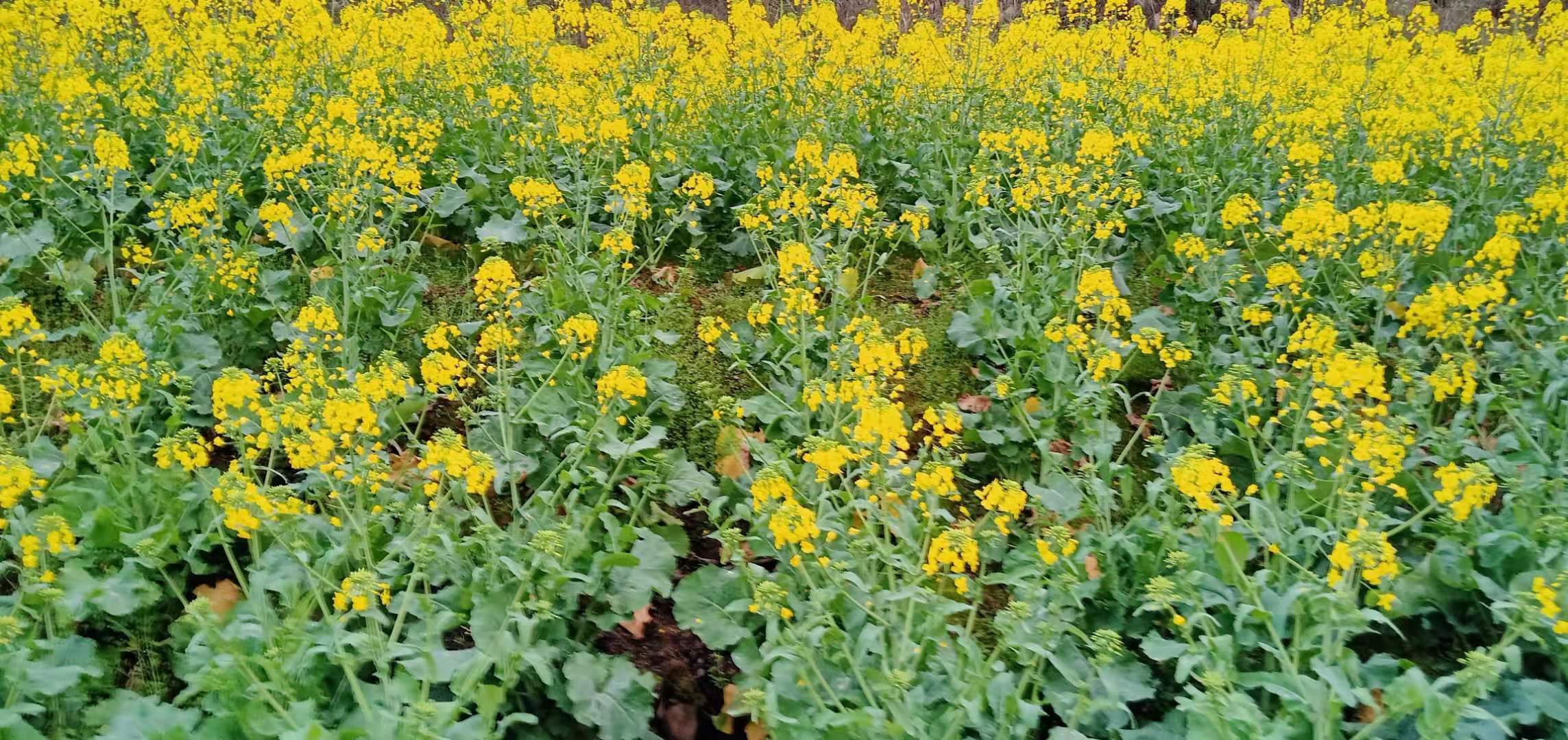 清溪龙凤花海玫瑰之约,秀山县清溪龙凤花海