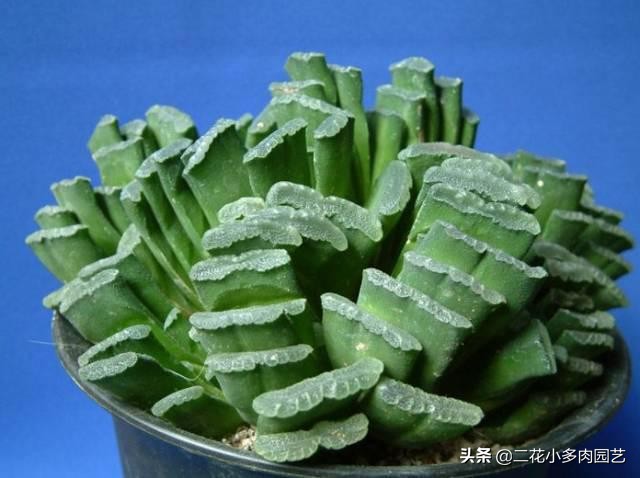 365种·常见花卉图谱，观果和多肉植物收藏篇