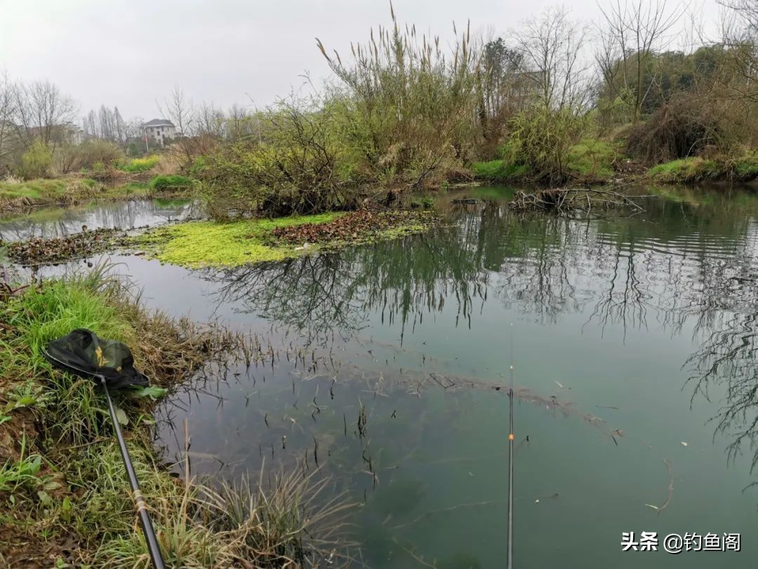 河里有很多大鲫鱼却非常不好钓,野河里的鲤鱼钓不到