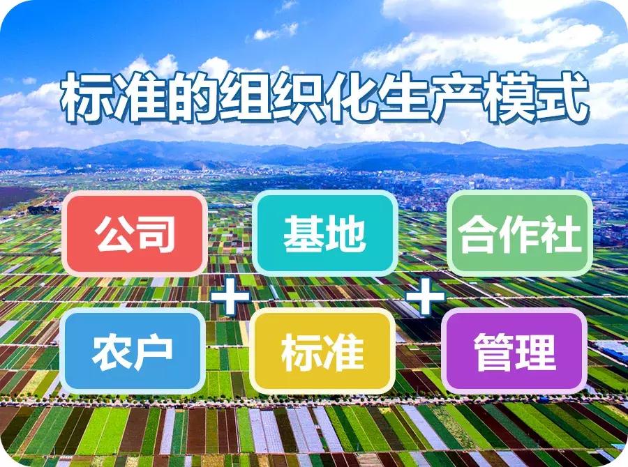 云南玉溪市蔬菜种植基地,玉溪通海蔬菜种植基地