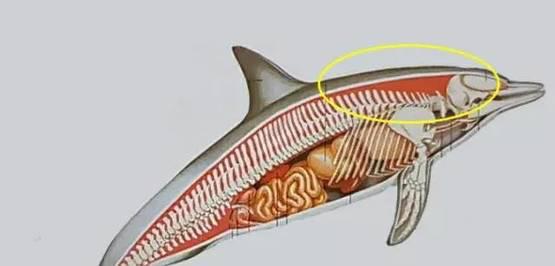 有图有真相有依据,有图有真相眼见为实