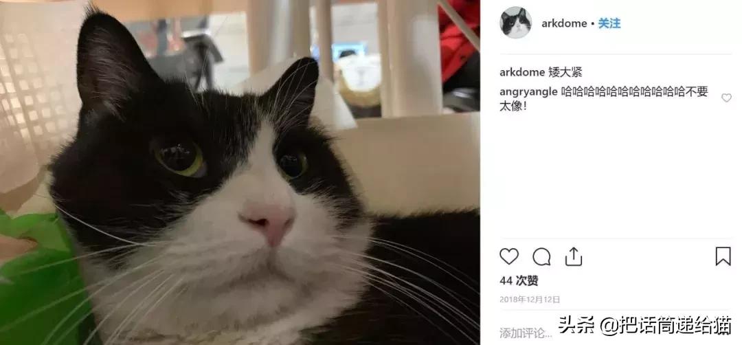 猫故事书籍,猫故事小说
