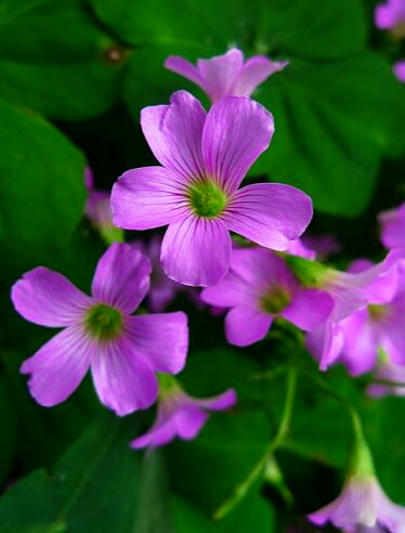 酸酸甜甜都是幸福——酸味草
