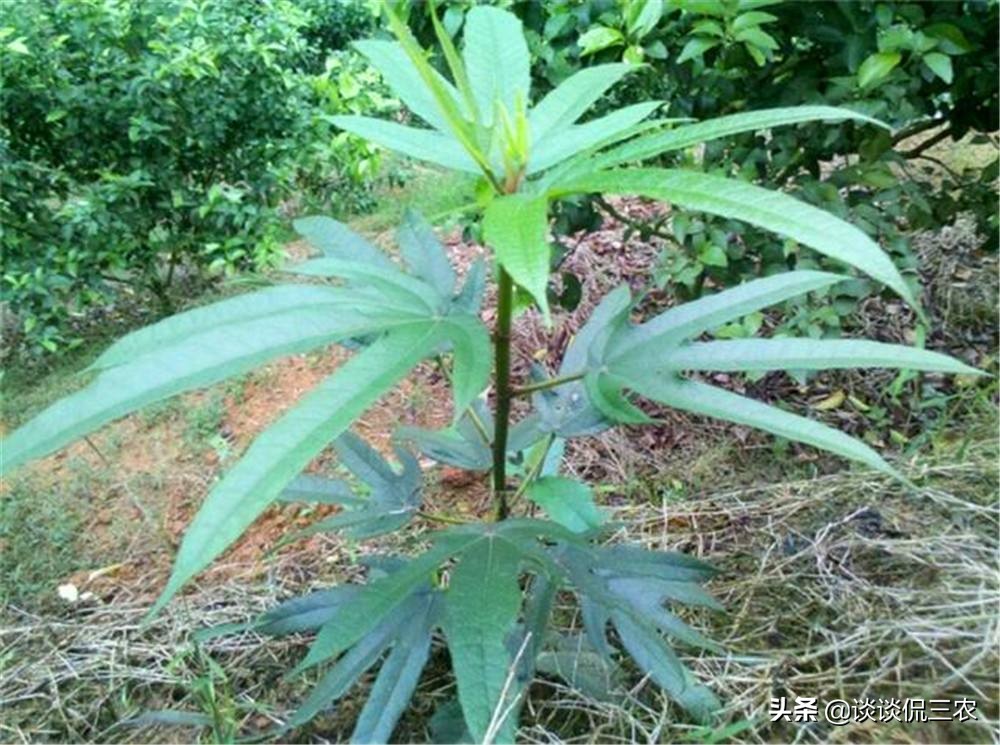 五爪龙煲汤可搭配哪些祛风湿,五爪龙汤方子图片