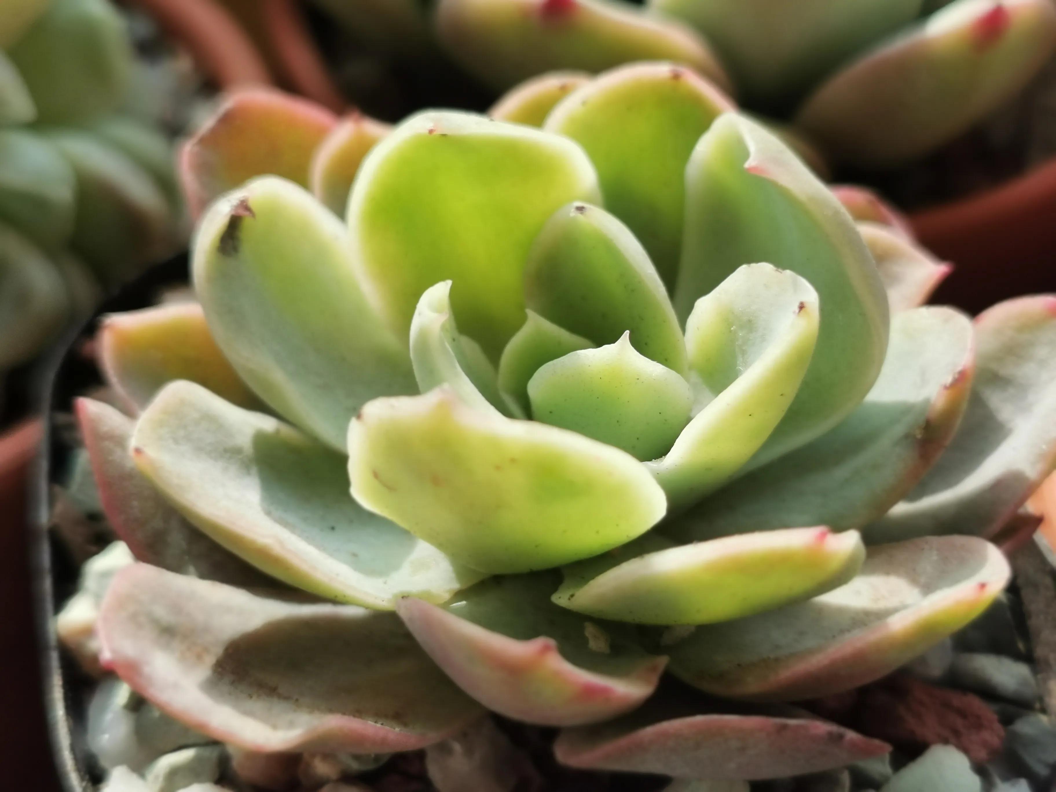 新购大单头多肉上盆,多肉品种大全大集合