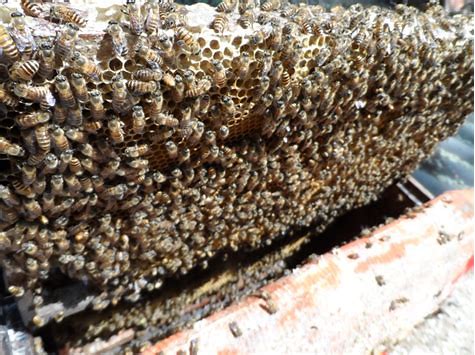 双王群的管理方法,如何用立式隔王栅组建双王群