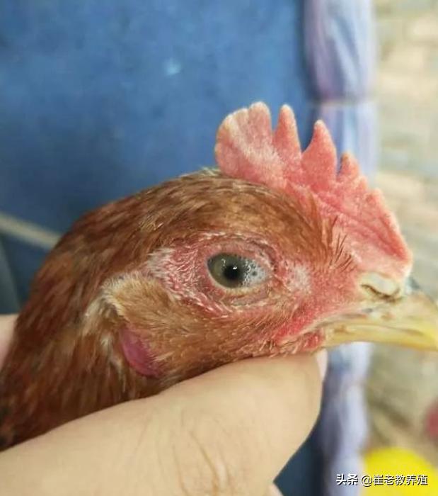 鸡流鼻涕有痰用什么药治,鸡鼻子有浓痰怎么治