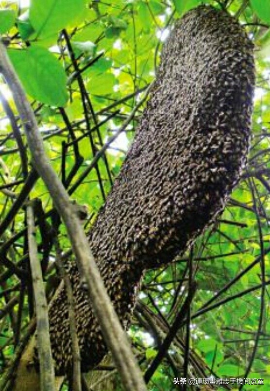 各式蜂巢,各种各样的蜂窝