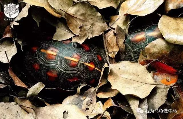 黄缘闭壳龟全集,黄缘闭壳龟和黄缘盒龟