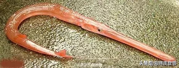 各种寿司纯鲜三文鱼刺身,日本传统寿司都用什么鱼