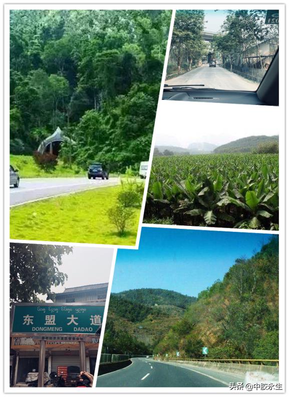 云南中胶永生乳胶,乳胶体验馆西双版纳