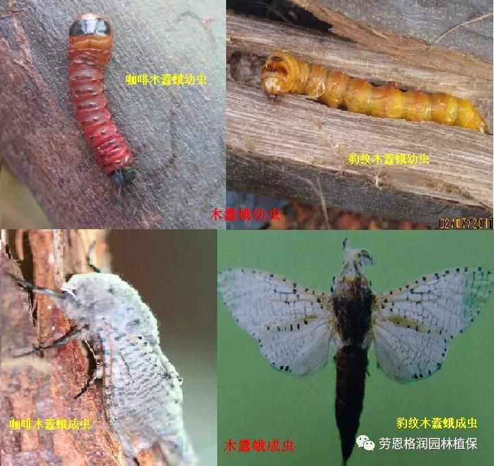 园林春季害虫的预防方法,常见园林害虫种类及主要特征