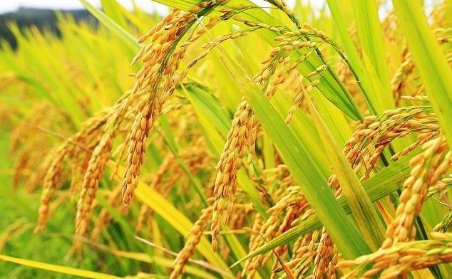 农业趋势未来农业的出路在哪里,农业如何做才能有出路