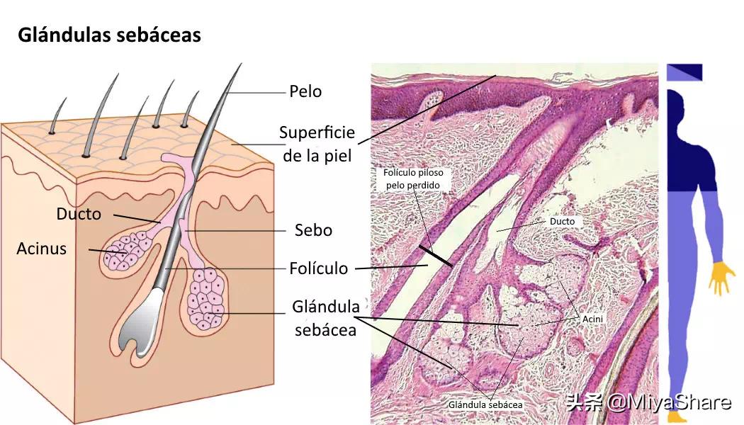 “外油内干”的皮肤别再控油！3个方法：远离出油脱皮，皮肤水嫩