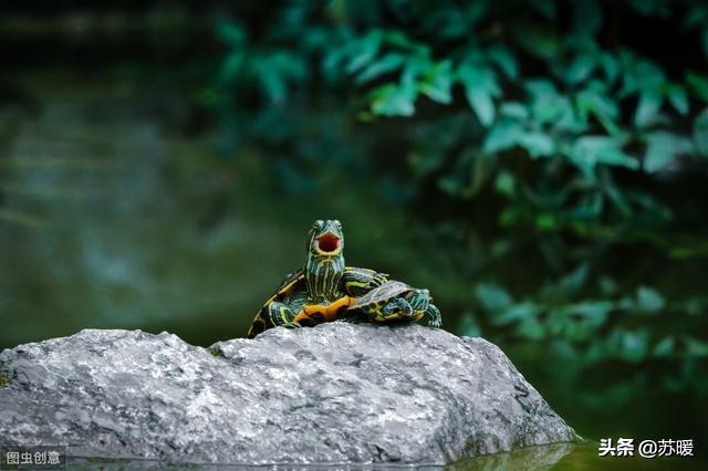 养巴西龟的十大小技巧,新手养红耳巴西龟怎么养