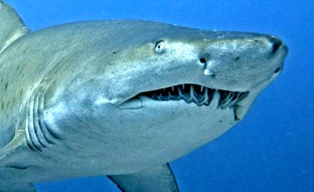 观赏淡水小鲨鱼种类及图片,海洋馆鲨鱼的种类名字