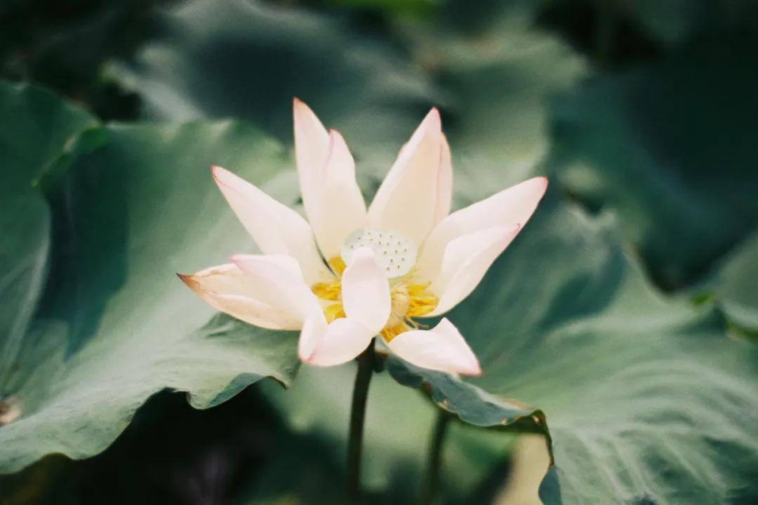 十首荷花诗词唯美了整个夏天,最有韵味十首荷花诗词